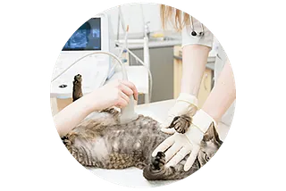 Serveis Veterinaris gato en medico